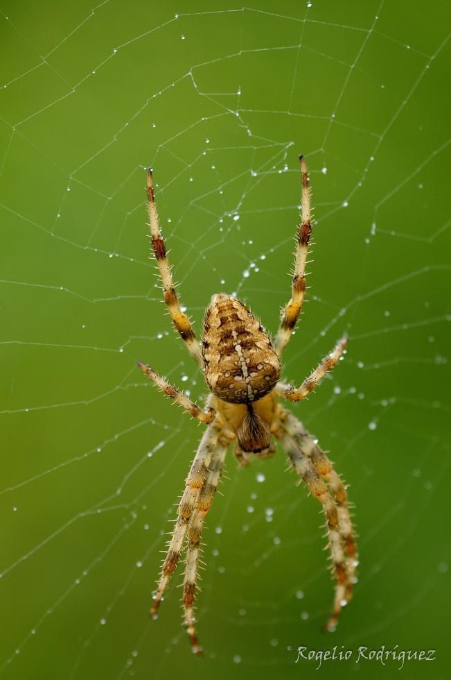 Imagen 25 de la galería de Otros Invertebrados